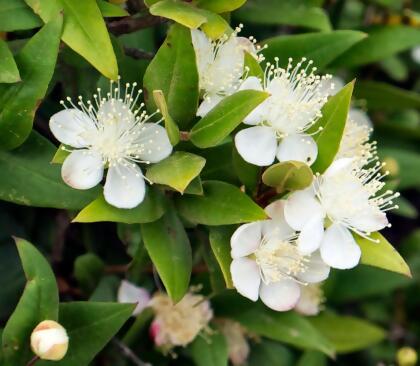 Biblical Myrtle Herb Plant - Myrtus - Ancient Herb - 4.5" Pot - Topiary alternate image