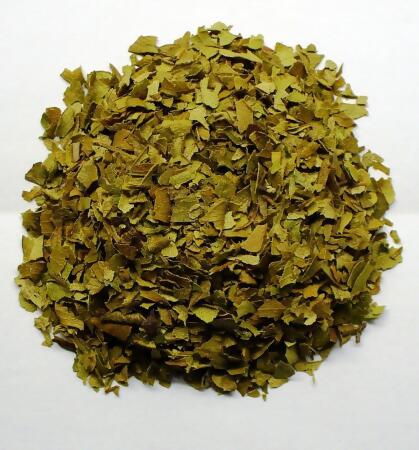 Biblical Myrtle Herb Plant - Myrtus - Ancient Herb - 4.5" Pot - Topiary alternate image