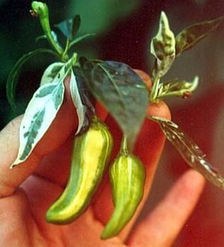 Rare Fish Pepper 15 Seeds - Very hot & Ornamental alternate image