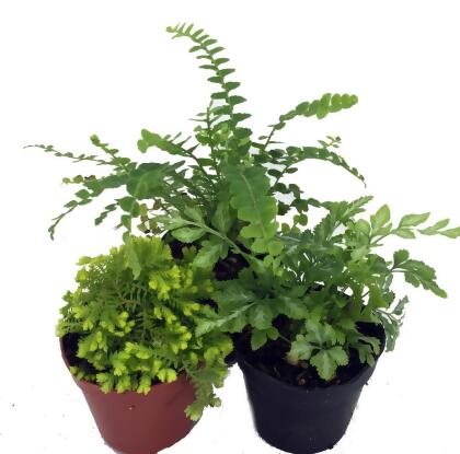 Hirt's Terrarium Kit with 3 Live Mini Ferns in 2" Pots alternate image