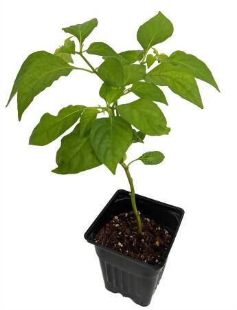 Long Thin Red Cayenne Pepper Plant - Hot! - 2.5" Pot alternate image