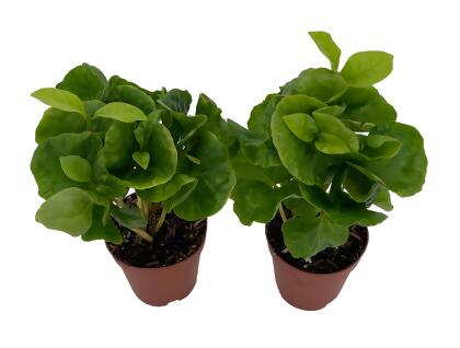 Hirt's Arabica Coffee Bean Plants - 2 Pack 2" Pots - Grow Your Own Coffee alternate image
