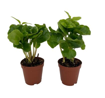 Hirt's Arabica Coffee Bean Plants - 2 Pack 2" Pots - Grow Your Own Coffee alternate image