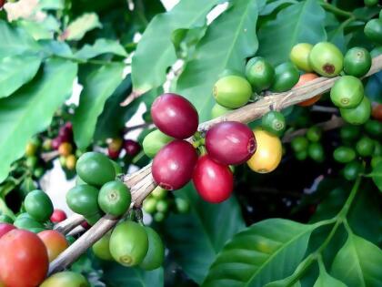 Hirt's Arabica Coffee Bean Plants - 2 Pack 2" Pots - Grow Your Own Coffee alternate image