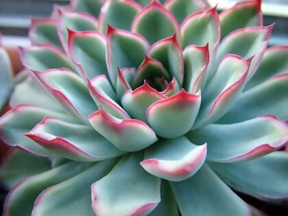 Red Tipped Desert Rose Succulent - Echeveria pulidonis - 2.5" Pot alternate image