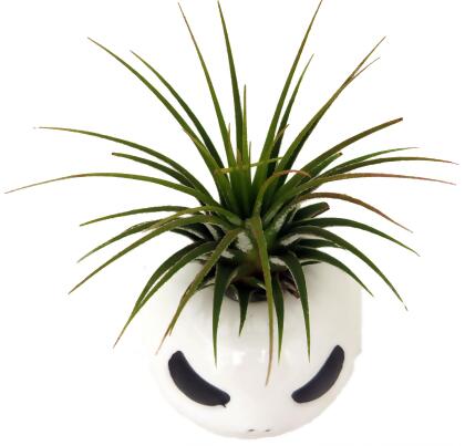 Ceramic Mr. Bones Planter plus Live Air Plant - Tillandsia alternate image