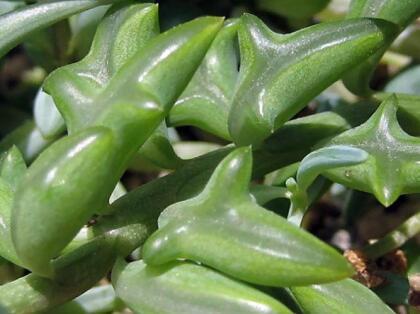 RARE - String of Dolphins Succulent - Senecio peregrinus -2.5" Pot alternate image
