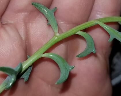 RARE - String of Dolphins Succulent - Senecio peregrinus -2.5" Pot alternate image