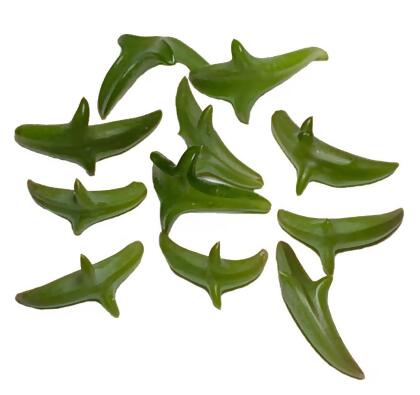 RARE - String of Dolphins Succulent - Senecio peregrinus -2.5" Pot alternate image