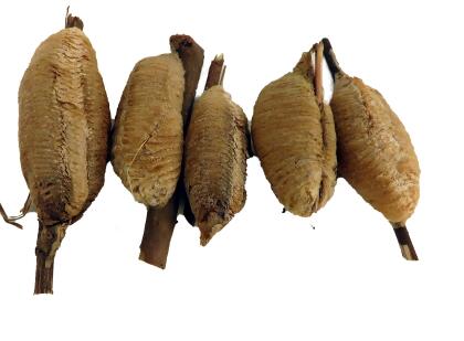 Carolina Praying Mantis 5 Egg Cases 500 - 2000 Babies with Hirt's Hatching Habitat alternate image