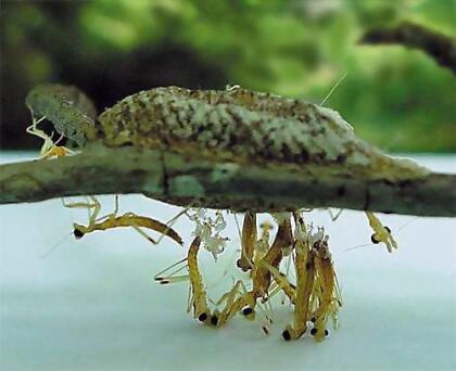 Carolina Praying Mantis 5 Egg Cases 500 - 2000 Babies with Hirt's Hatching Habitat alternate image