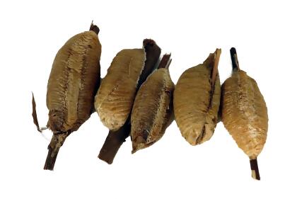 Carolina Praying Mantis 5 Egg Cases 500 - 2000 Babies with Hirt's Hatching Habitat alternate image