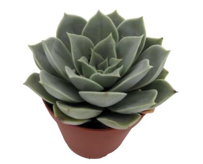 Tangilo Desert Rose Succulent - Echeveria- 2" Pot alternate image