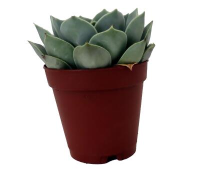 Tangilo Desert Rose Succulent - Echeveria- 2" Pot alternate image