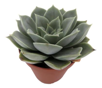 Tangilo Desert Rose Succulent - Echeveria- 2" Pot alternate image