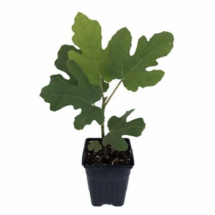 Petite Negri Edible Fig Plant -Ficus carica-Little Black Fig - 2.5" Pot alternate image