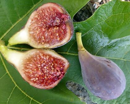 Petite Negri Edible Fig Plant -Ficus carica-Little Black Fig - 2.5" Pot alternate image