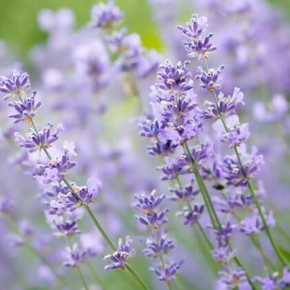 根本芳療 Lavender Highland, Kashmir 喀什米爾高地薰衣草精油-30ml 