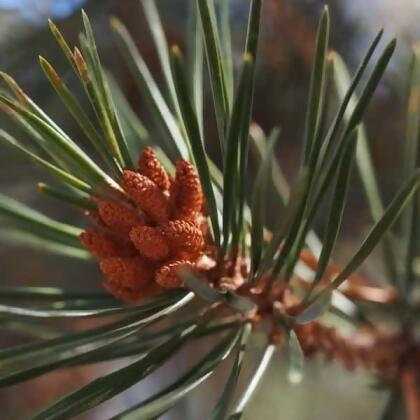 根本芳療 Lodgepole pine 扭葉松精油-30ml 