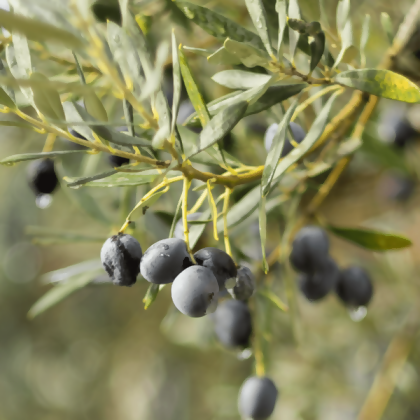 根本芳療 OLIVE OIL 特級初榨冷壓橄欖油,有機-1000ml 