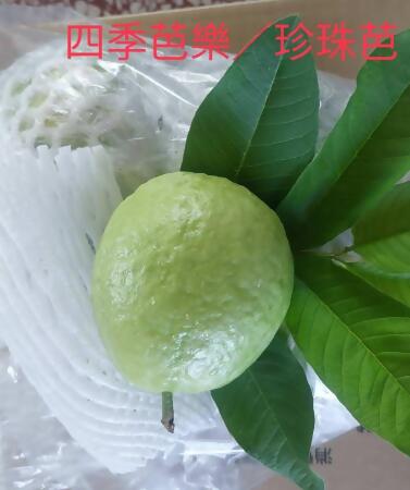 邱姐物產店 珍珠芭樂 
