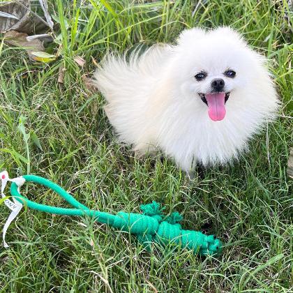 Owen the Green Lizard Rope Toy alternate image