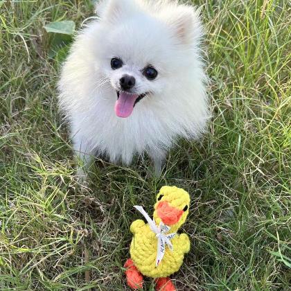 Sunny the Yellow Duck Rope Toy alternate image