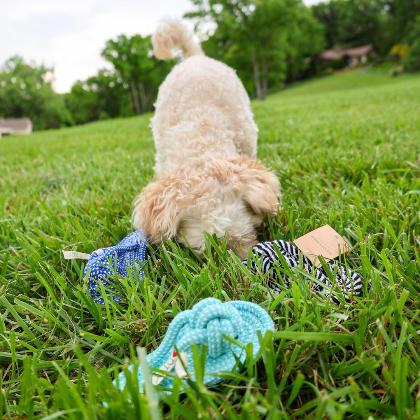 Slipper Rope Toys alternate image