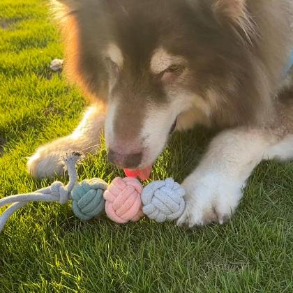 Ice Cream Rope Balls Tug Toy alternate image