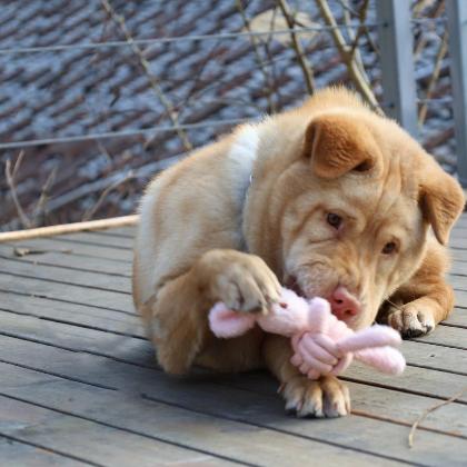 Squeaky Rope Buddies alternate image