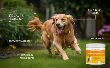 Salmon Flavor Omega Skin & Coat soft chews with Wild Alaskan Salmon Oil alternate image