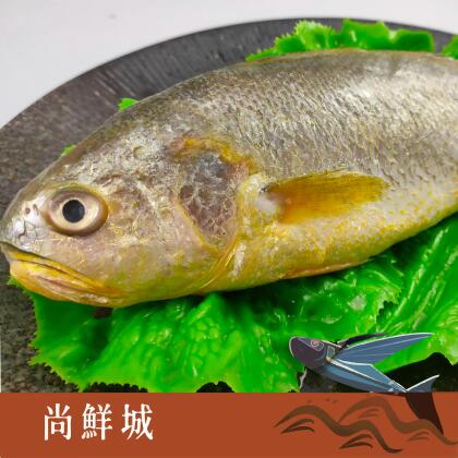 【尚鮮城】嚴選富貴鮮凍大黃魚(三去) 