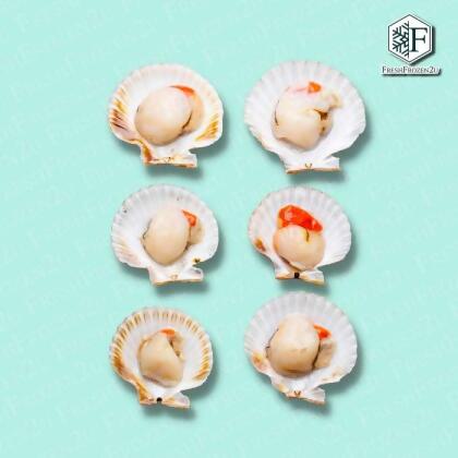 Half Shell Scallop XL 8-9cm (500g) 大半壳带子 