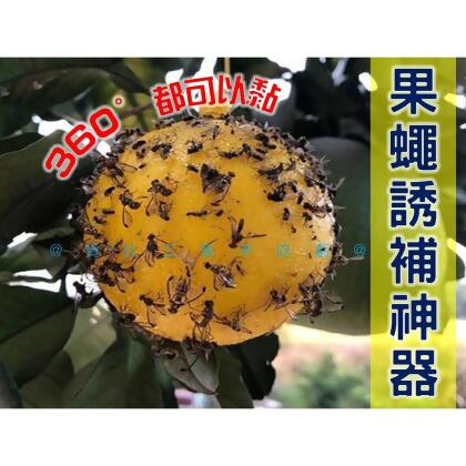 @貨比三家不吃虧@果蠅誘補神器 果實蠅誘引黏球 捕蠅膠 園藝 蒼蠅 蚊蟲 安全無毒庭院 陷阱捕蟲器 抓果蠅 園藝 捕蠅紙 