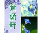 葉蘭軒 葉蘭軒