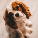 Pet Gift Ideas