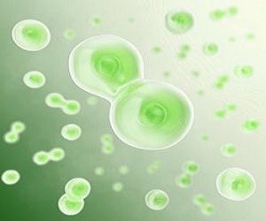 What Are Free Radicals?