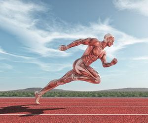 Muscle health guide