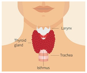 Thyroid Supplements