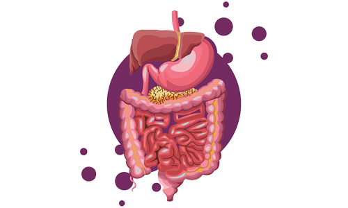 Absorption of the digestive tract
