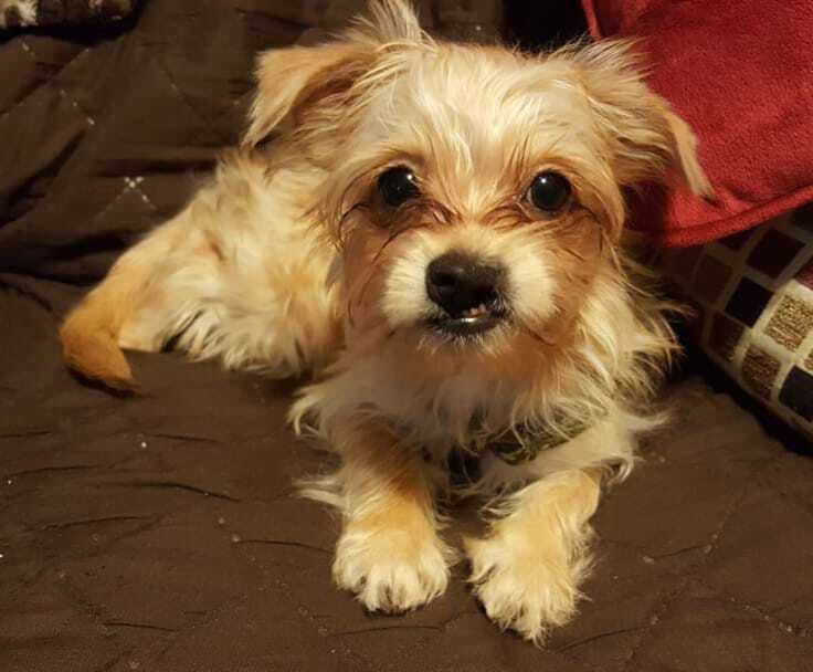 Pet Health OPC Formula for Cats & Dogs with Glucosamine