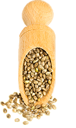Wooden spoon with hemp seeds spilling out.