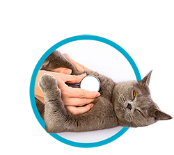 Persons hands using a stethoscope on a grey cat.