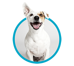 White dog smiling with one ear up.