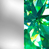 Silver | Green (SPECIAL)