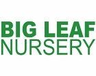 Big Leaf Nursery (Walk-in Miri, Sarawak)